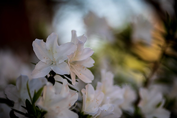 White Flowers on a Bush