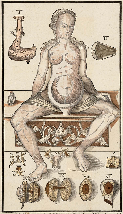 Illustration of the Human Body
