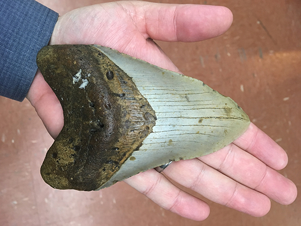 The tooth of an ancient mega-tooth shark