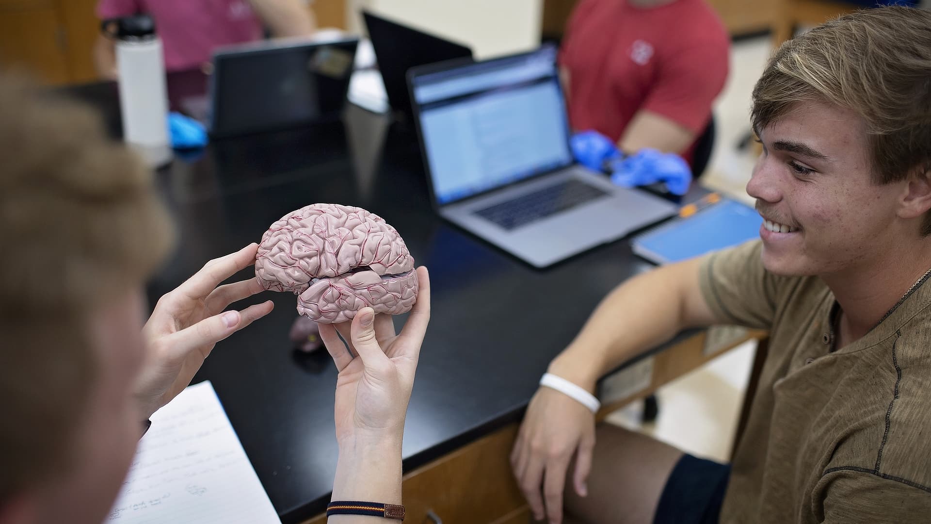 examining a brain