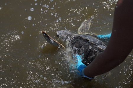DISLTurtleRelease
