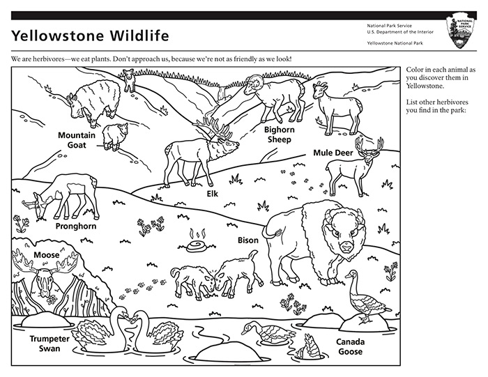 Graphic Design Student Creates Coloring Pages for National Park Service