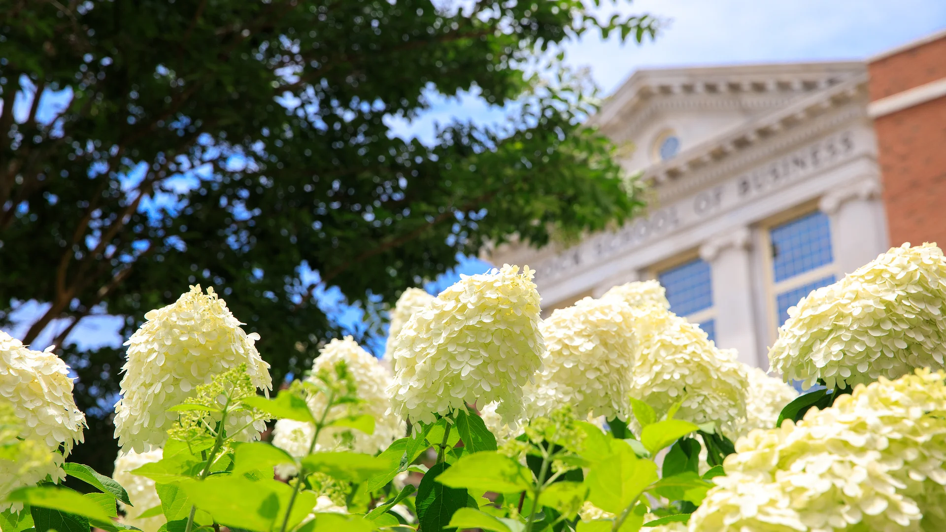 hydrangeas in front of Brock Business SD06200291