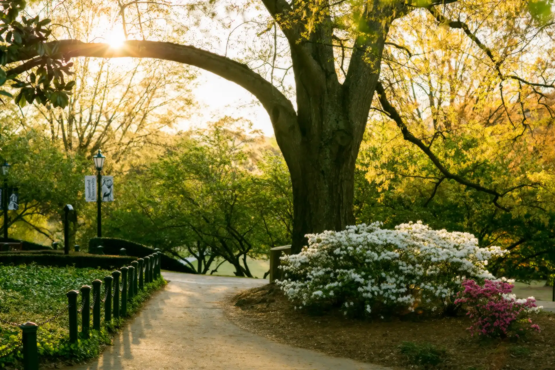 Serene Pathway