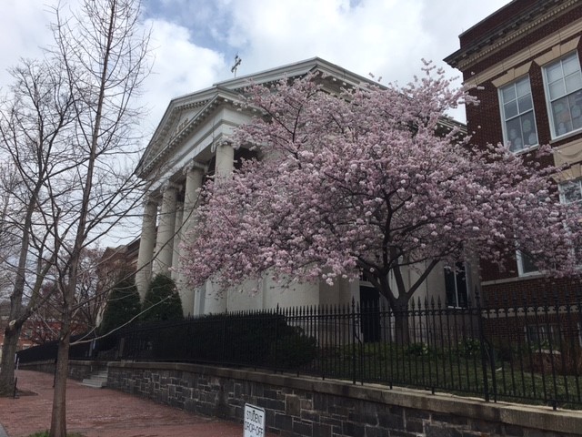 Deans_Newsletter_Cherry_Blossoms