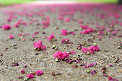 Myrtle Blooms on Sidewalk