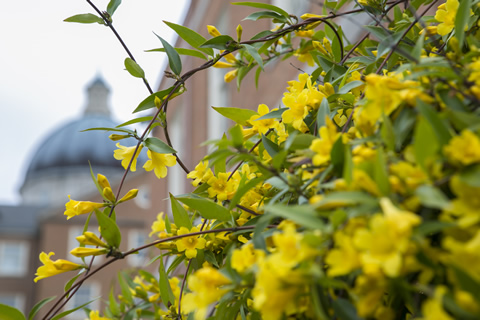 flowers with hodges dome