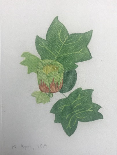 tulip-poplar-drawing