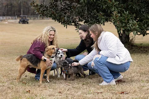 dogs in a park