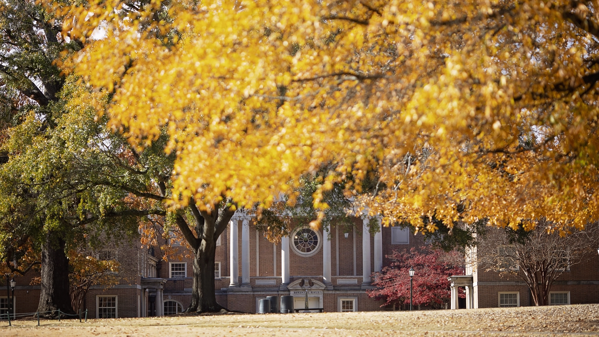 golden fall foliage