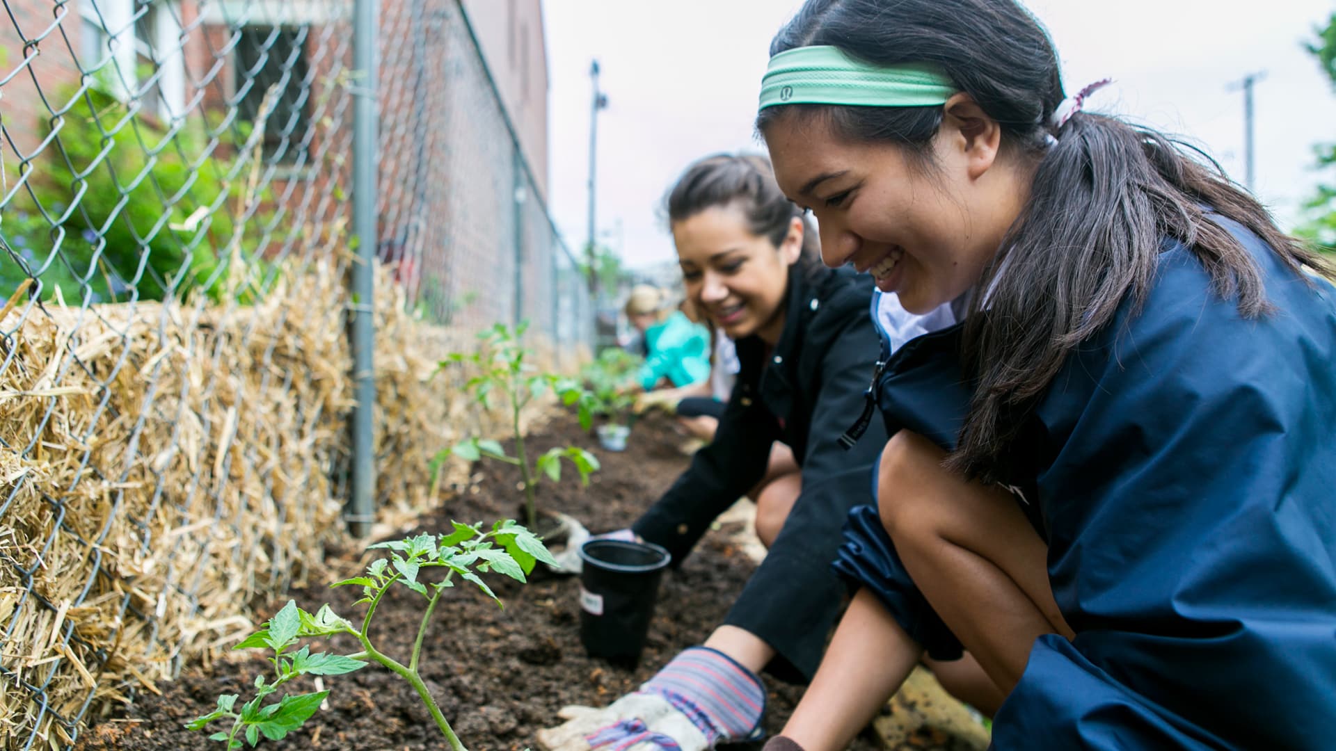Female Students Planting Tomatoes