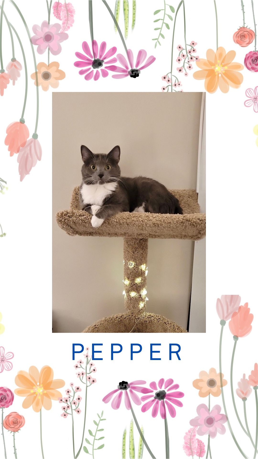 pepper