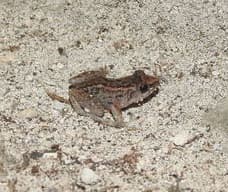 Bahamian Flatheaded Frog