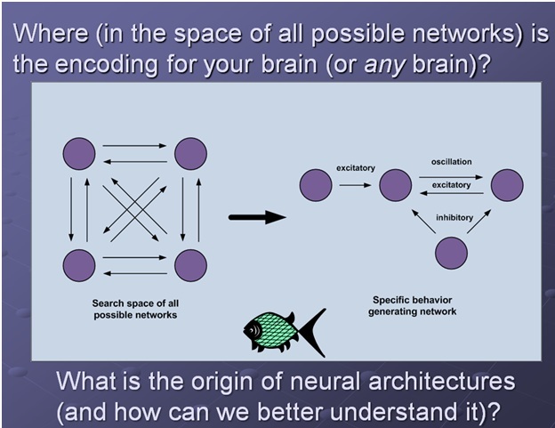 Neural evolution diagram