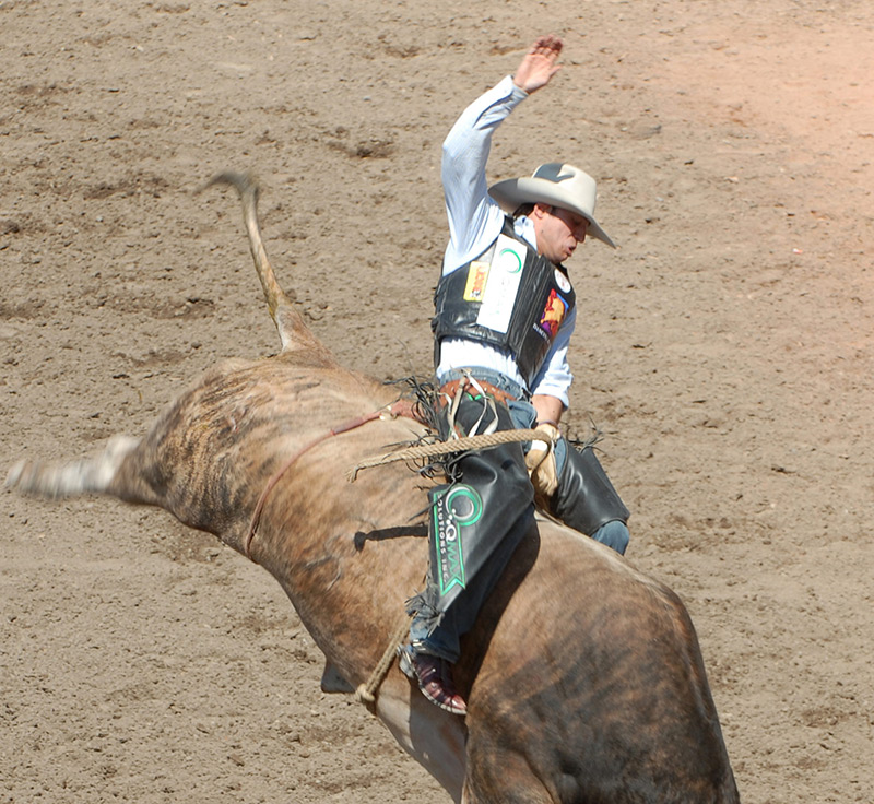 bull riding