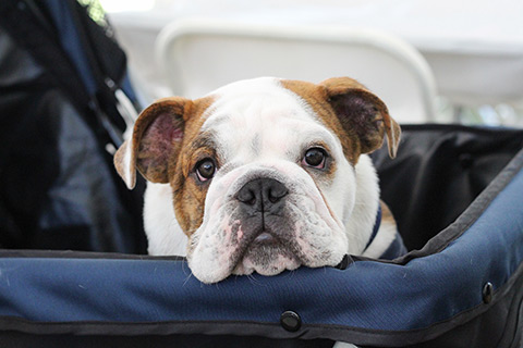 bulldog puppy