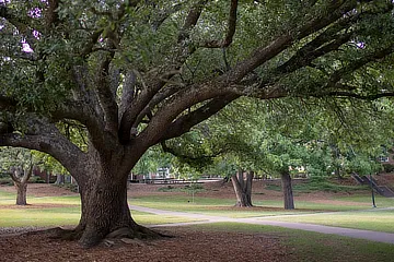 Tree In Quad Facing Ben Brown Plaza