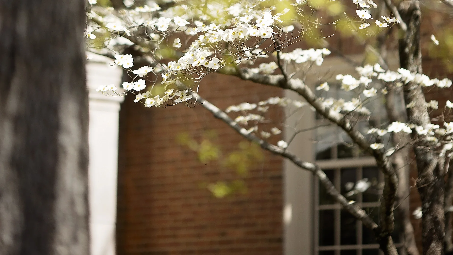 blossoming campus trees