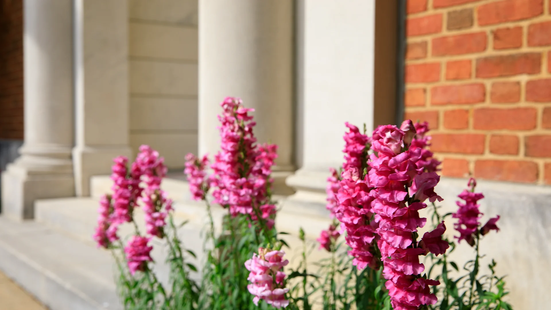 flowers by the library
